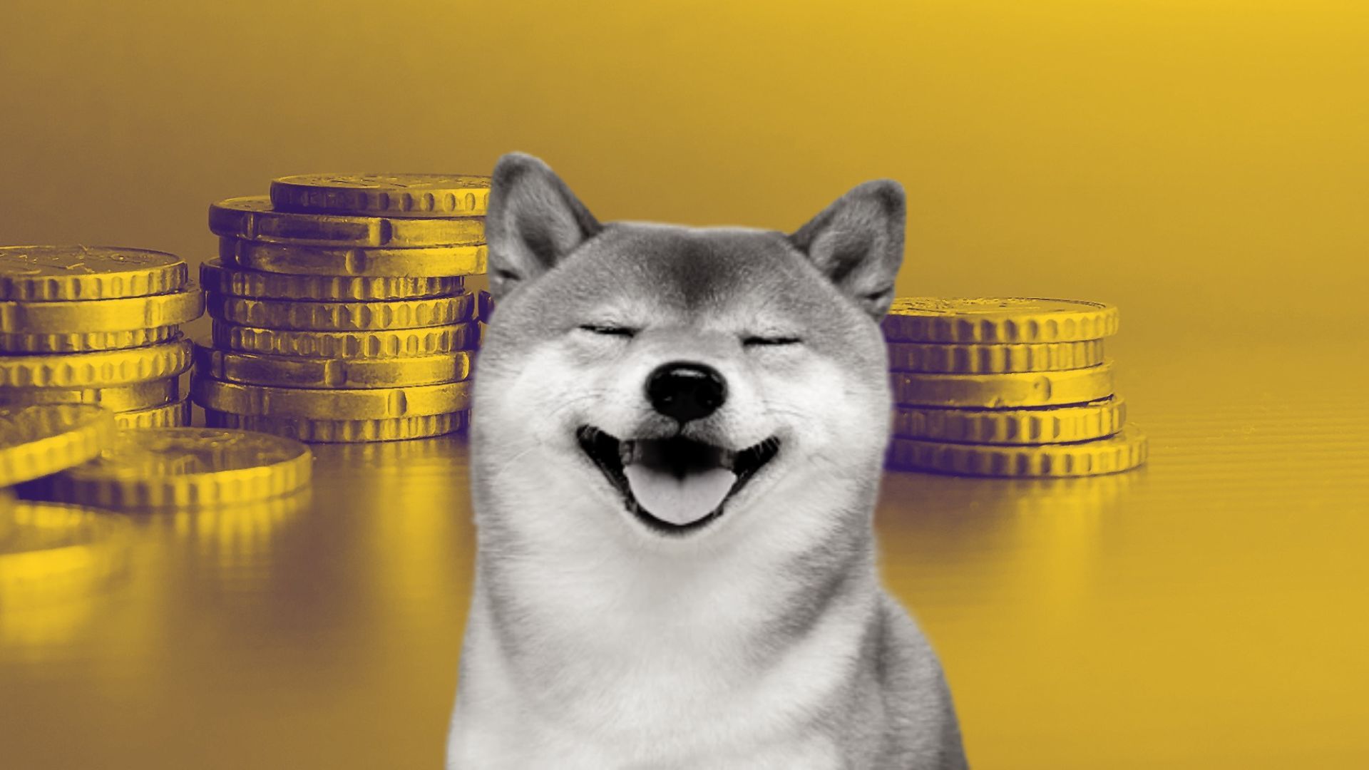 coindesk shib